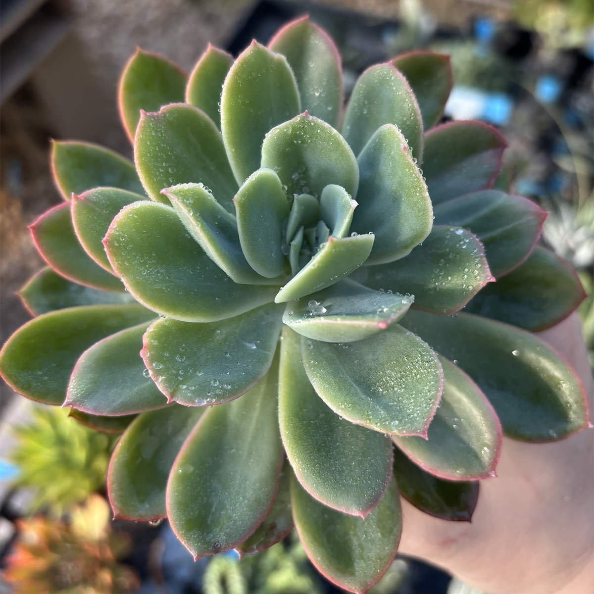 Echeveria Care Guide: Everything You Need to Know About Growing These  Stunning Succulents - East Austin Succulents