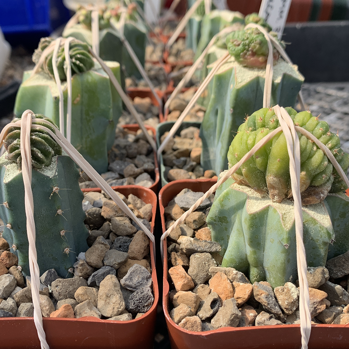 Grafting Cactus with Rubber Bands